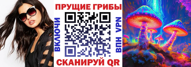 Купить где  Курчалой  Псилоцибиновые грибы Psilocybe 